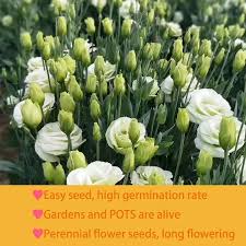Image result for eustoma lisianthus in garden