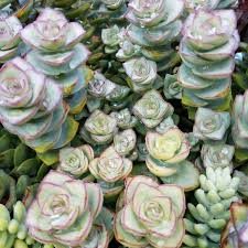 Small white flowers appear in summer, followed by large, beautiful red berries that linger to brighten the fall and winter landscape. Other Crassula Tom Thumb Succulents Extravaganza Poshmark