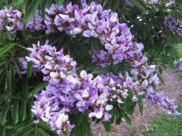 Image result for Millettia grandis