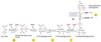 Aerobic Respiration Part 1 Glycolysis Principles Of Biology