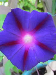 How often should i water my morning glories? Morning Glory Grow Guide