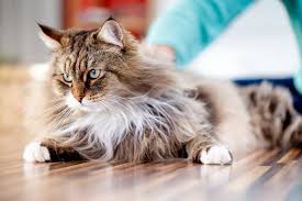 Thirteen kittens were just too many for juliette's little body to support. The 17 Best Cat Breeds For First Time Owners Popsugar Pets