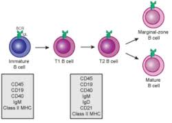 Image result for B-Lymphocyte