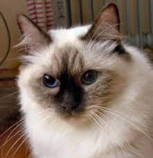 ragdoll cat ragdoll cat cat kitty site koshki