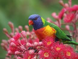 Birds That Sing In The Morning Australia Rainbow Loriquet Australian Native Birds Colorful Birds Australian Parrots