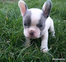 Over the centuries, the dogs were bred for different traits, and various breeds emerged. Mini French Bulldog Puppies Pets For Sale In Kuala Lumpur Sheryna Com My Mobile 735131