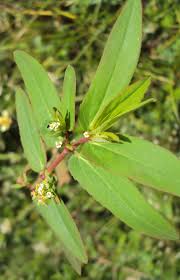 Image result for Euphorbia hypericifolia