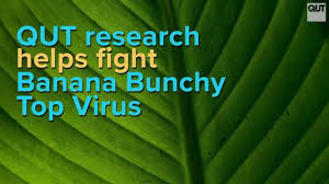 It acts as a viral rna silencing suppressor. Eurekalert Science News Releases