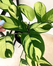 We did not find results for: Ctenanthe Golden Mosaic Plant Furniture Home Living Gardening Plants Seeds On Carousell