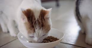 Here's how you can help a constipated cat, including what to look for and when to call the vet. Probiotic Cat Food Cat Food To Help Your Kitty S Digestion