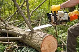 Tree care services in my area. Experienced Tree Care Service In Westminster Md
