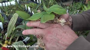 Image result for Habenaria nyikana