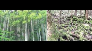 Aokigahara Forest End Of The Road