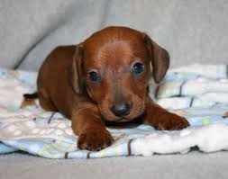 At louieâ€™s dachshund puppies, you will find a wide variety from mini dachshund puppies to the. Dachshund Breeders Nc Dachshund Breeder Nc North Carolina English Cream Dachshunds For S Dachshund Puppies Dachshund Puppy Miniature Dachshund Puppies For Sale