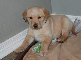 Golden Retriever Puppies Believe That No Family Is Complete Without A Puppy And So We Offer Golden Retriever Puppy Breede Dog Brain Puppy Training Dog Training