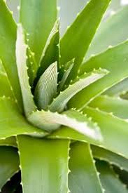 Aloé vera est une jolie plante à utiliser en intérieur pour récolter le gel. Aloe Vera Culture Entretien Et Recolte Du Gel