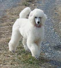 Both parents have been genetically health tested through embark and came out clear. Pin By Whitney Innis On Poodles Poodle Puppy Labradoodle Puppy Poodle Dog