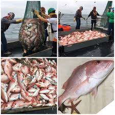 Put a spoonful of cabbage in the middle of each taco and the fish on top. Gulf Of Mexico Noaa Teacher At Sea Blog