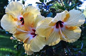 Image result for Hibiscus noldeae