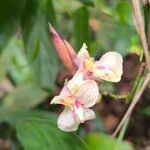 Image result for Marantochloa congensis