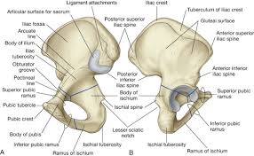 Pelvic surgery requires a comprehensive knowledge of the pelvic anatomy to safely attain access, maximize exposure surgical female pelvic anatomy. Pelvis And Perineum Clinical Gate