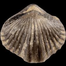 Image result for Rhynchosia orthobotrya