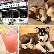 There are at least 24 of the cutest and cuddly reasons (see photo below) to visit big dog cafe in bangkok, but we'll summarise it in 7. So Cute 7 Must Visit Pet Cafes In Klang Valley Openrice Malaysia