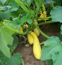 Cut squash from vines, leaving an intact stem attached to. Pin By Elle Tizzle On Gardening Growing Vegetables Growing Food Zucchini Plants