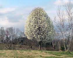 Calleryana pears shouldn't be planted and they should all be removed from the landscape. The Flowering Chanticleer Callery Pear Tree