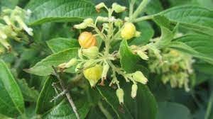 Image result for Hoslundia