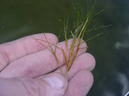 Image result for Secamone filiformis