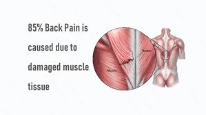 The bones of the shoulder are the humerus (the upper arm bone), the scapula (the the sternoclavicular (sc) joint supports the connection of the arms and shoulders to the main skeleton. Upper Back Pain Treatment Upper Back Pain Causes Symptoms Qi Spine