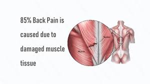 They are categorized by the muscles which they affect (primary and secondary), as well as the equipment required. Upper Back Muscles Anatomy Anatomy Drawing Diagram