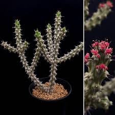 Image result for Euphorbia corniculata
