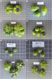 Image result for Solanum macrocarpon