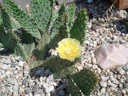 Because the cactus seeds take so long allow the soil to dry out thoroughly. Growing Prickly Pear Cactus Dengarden