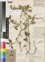 Image result for Fockea angustifolia
