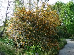 Image result for Berberis darwinii
