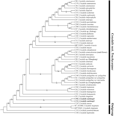 Image result for Xyris capnoides