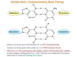 Base complementary to the human head the part of the coil close to the head (the base) must be optimally complementary to the human skull at the. What S The Complementary Base Pair Of Thymine