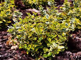 Looking for low maintenance plants with beautiful these evergreen shrubs for full sun will stay green all year which makes them perfect for foundation plants, privacy hedges or garden beds. 30 Best Shrubs For Shade