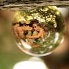 Stunning photos with original lensball. 3