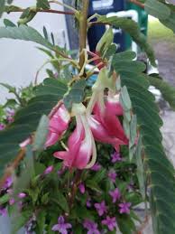 Image result for Sesbania grandiflora