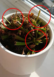Carnivorous plants can thrive in a wide variety of conditions, and will probably lead to some interesting conversations next time you have guests over. Sarracenia Pitcher Plant Or Trumpet Pitcher Guide Our House Plants