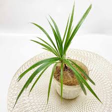 Image result for Pandanus sp. B