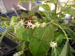 Image result for Petiveria