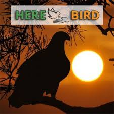 Avian Full Spectrum Lighting For Birds Parrot Lights And Bird Uv Lights