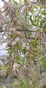 Image result for Salix