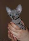 Sphynx Kittens For Sale | Bluesphynx