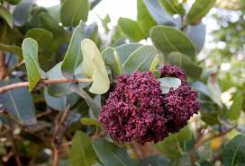 Image result for Syzygium cordatum